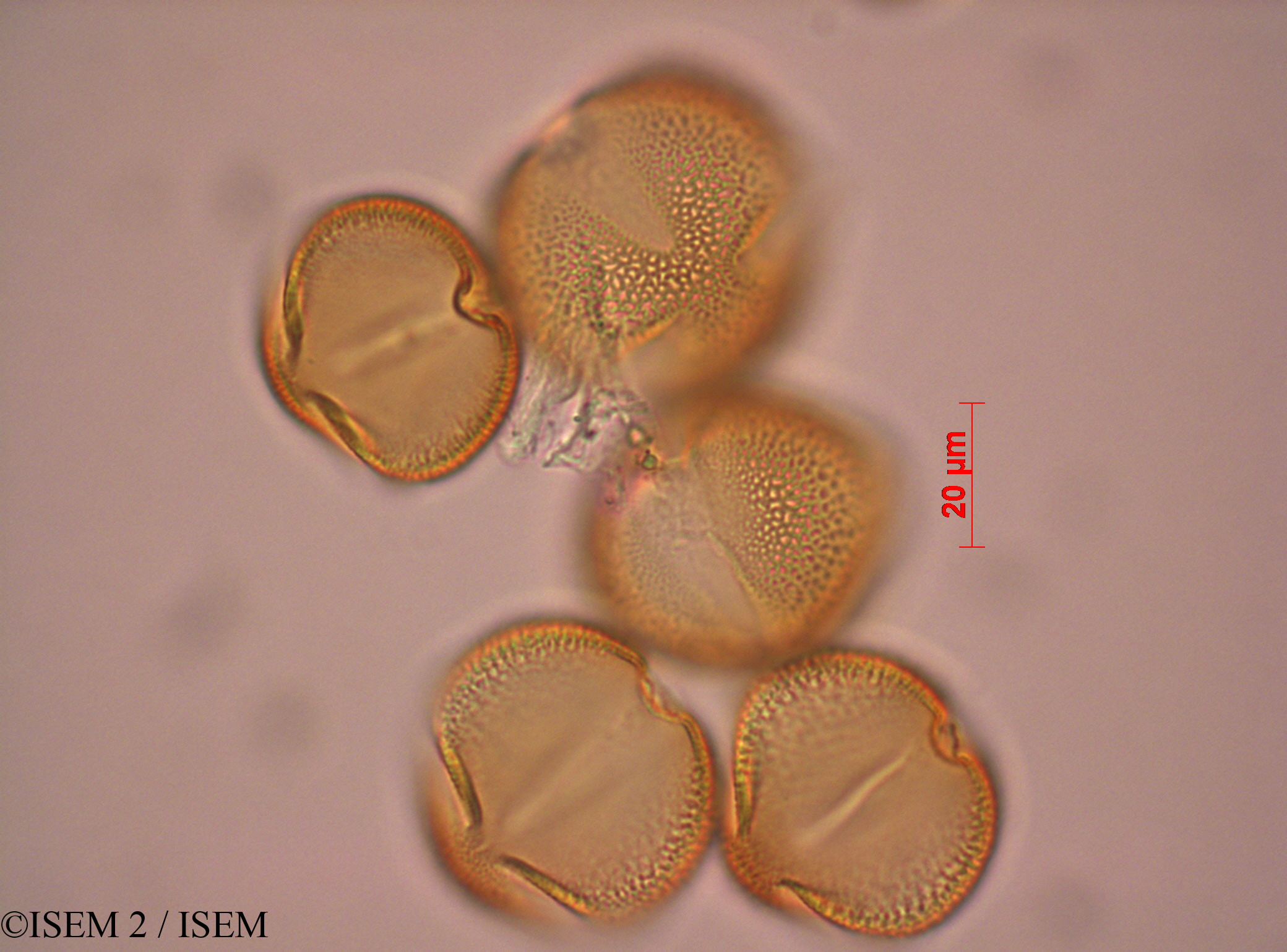 ISEM 2/Paeonia_mascula_27545/Paeonia_mascula_27545_0001(copy).jpg